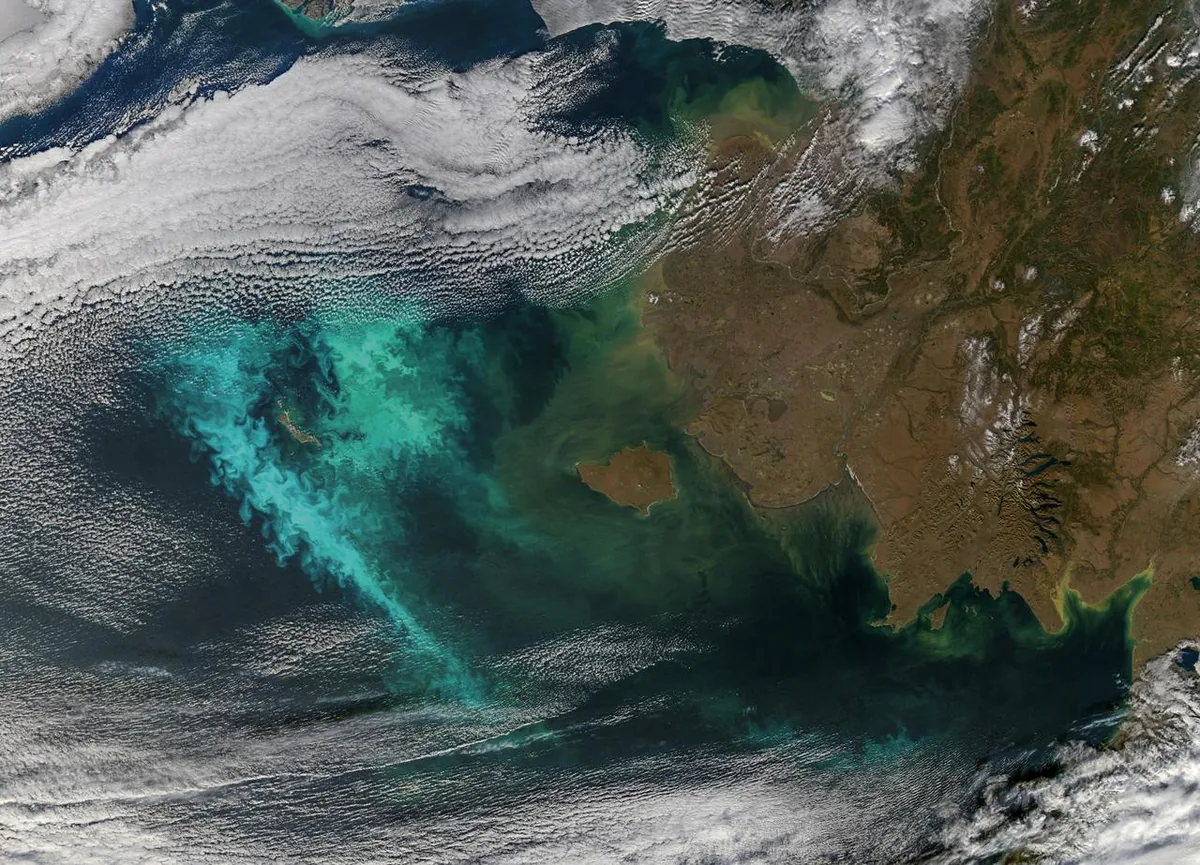 A Sea Full of Reptiles, and One Amphibian That Should Not Have Been There