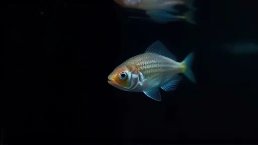 Blind fish recognize themselves without sight (Bild 1)