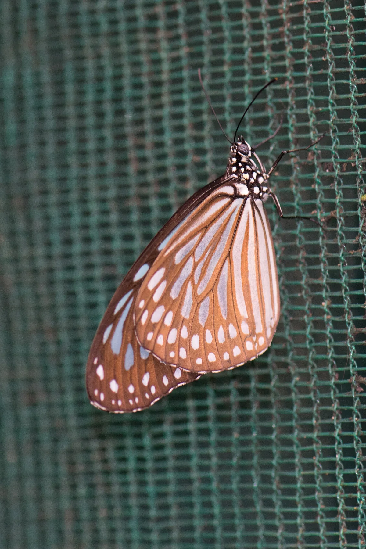 Butterfly Stripes Create Motion Illusion to Evade Predators