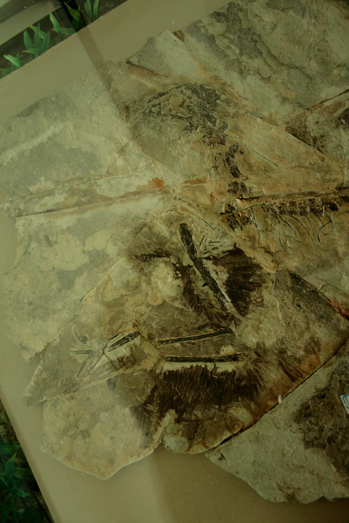 Feathered Fossil Reveals Two Paths to Dinosaur Flight