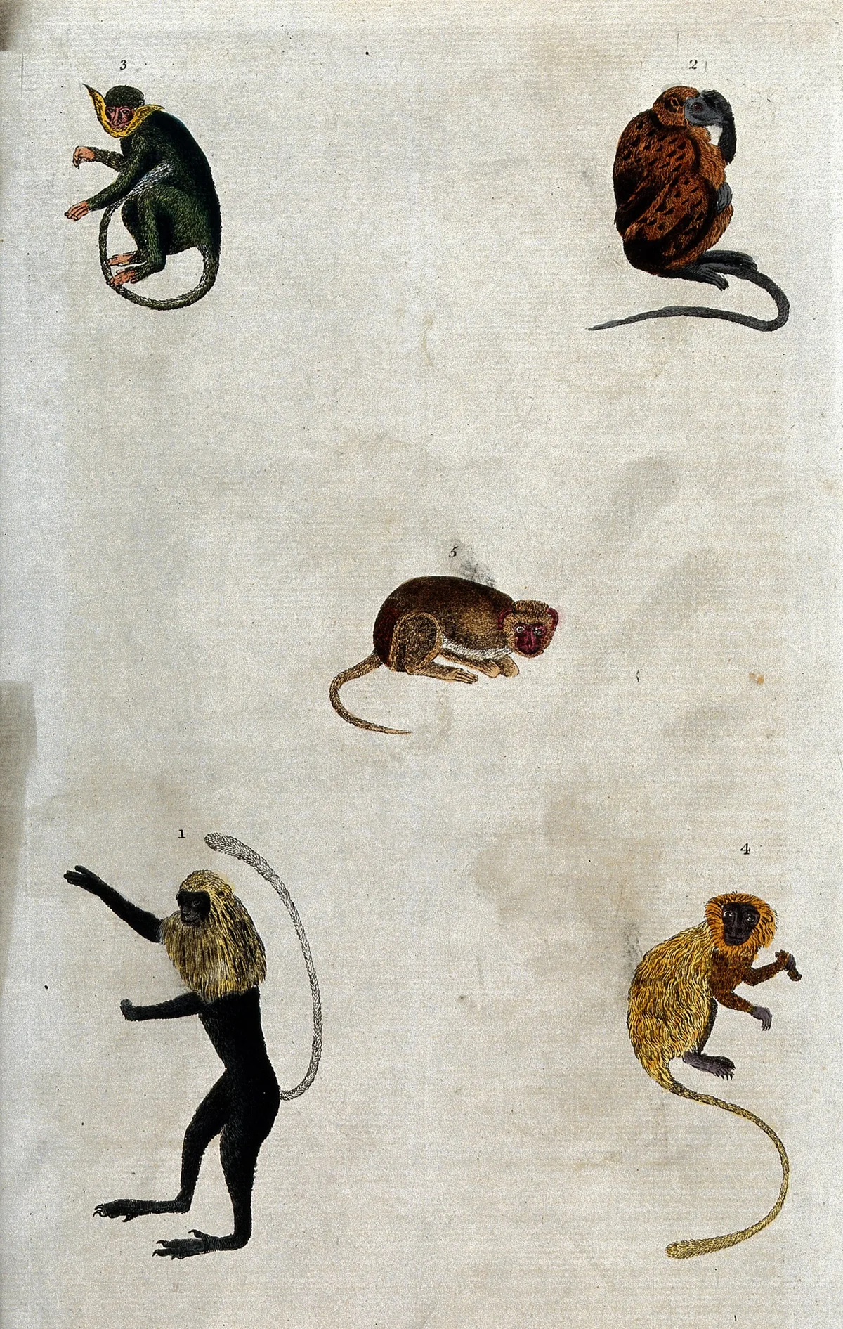 Monkeys See a Different World, and the Oddball Test Suggests It