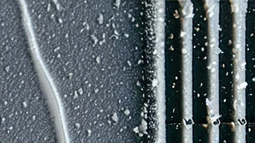 Wolverine Decline Linked to Frozen Conservation Payments (Bild 1)